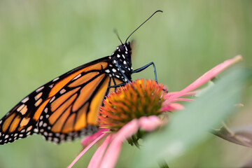 Fototapeta premium monarch butterfly on a flower