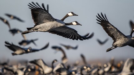 Fototapeta premium Follow the migratory birds and witness the journey south