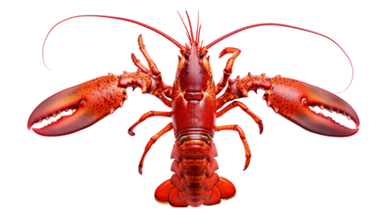 A close up of a red lobster with claws spread wide against a transparent background.
