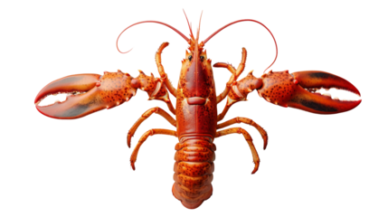 A fresh, red lobster with its claws spread wide, isolated on a transparent background.