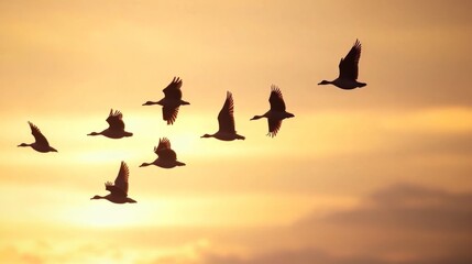 Autumn Overture: Migrating birds move south