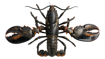 A close-up shot of a transparent lobster with red spots isolated on a transparent background.