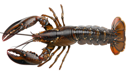 A large lobster with a transparent background, from a dorsal view, showing its segmented body, its two large claws, and the underside of its tail.