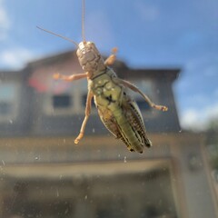 Underside of a Grasshopper on a Window