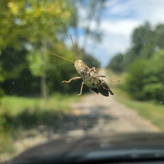 Underside of a Grasshopper on a Window