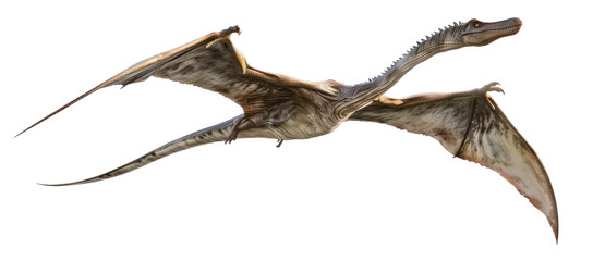 Fototapeta premium Flying Prehistoric Pterosaur Dinosaur