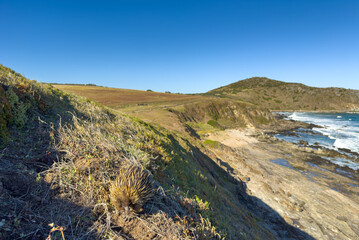 A native Australian Echidna in the wild along the Heysen Trail on the Fleurieu Peninsula in South Australia