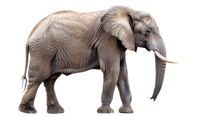 Obraz premium African Elephant Isolated on Transparent Background