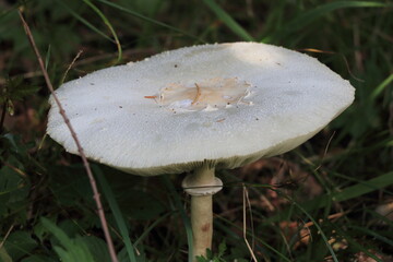 座れそうなくらい大きな白いキノコ