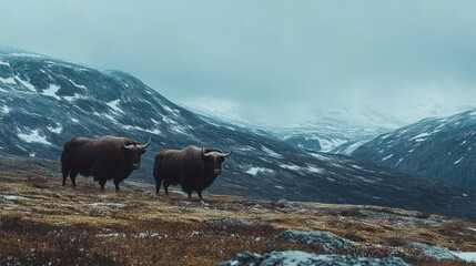 Two Yaks Standing in a Snowy Mountain Valley