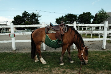 horse in the field