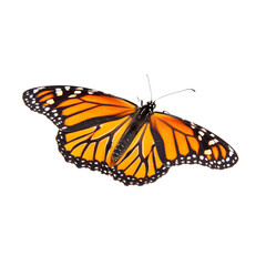 Fototapeta premium A stunning butterfly showcasing vivid colors and detailed wing textures, isolated on a transparent background, ideal for artistic and graphic use.