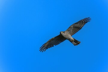 青空バックに悠然と飛ぶハイタカ