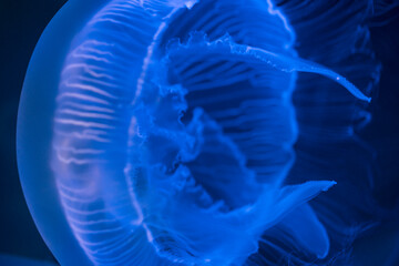 Obraz premium 水中を泳ぐミズクラゲ