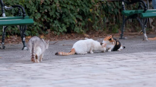 Group of stray well-fed cats walk through park in search of food, explore the sidewalk, pick up leftover food from the ground Pets eat food thrown by passers-by Rescue abandoned animals urban problems