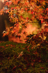 ライトアップされた紅葉と落ち葉
