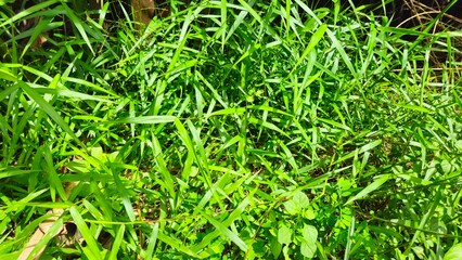 Top view of grass in sunny day in the garden at Mekong Delta Vietnam.