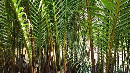 Close up of Mangrove palm or Nypa fruticans or Nipa palm in Vinh Long province, Mekong Delta Vietnam. A globular fruit cluster of the Nipa palm.