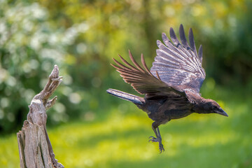 Crow in flight