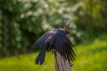 Crow in flight