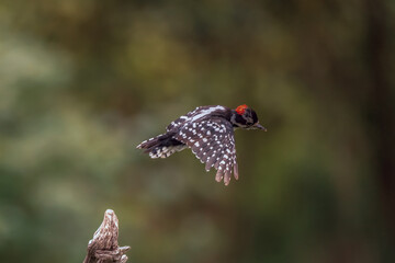 Eoodpecker in flight