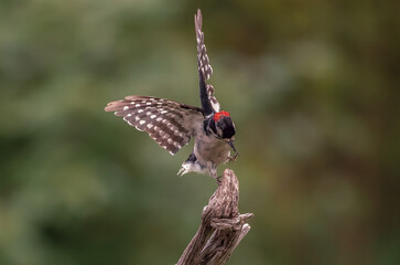 Downy Eoodpecker in flight
