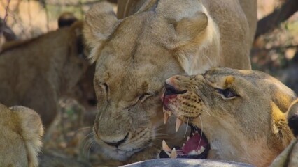 A fight between two lions