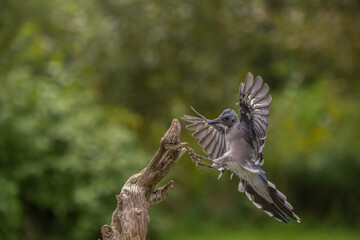 Blue Jay in flight