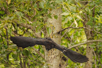 Crow in flight