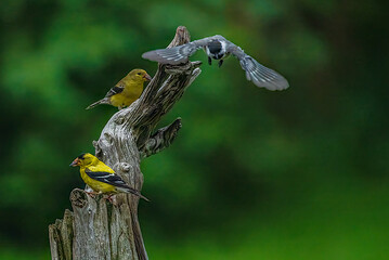 Goldfinchrs and Chickadees