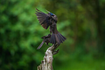 Grackles fighting 