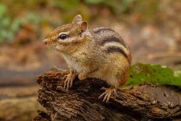 Chipmunk on driftwood