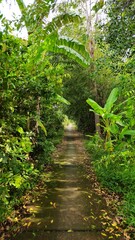 Narrow village street in countryside at Mekong Delta Vietnam.