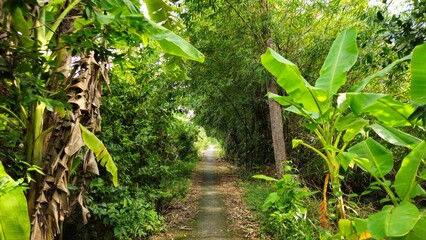 Narrow village street in countryside at Mekong Delta Vietnam.