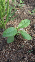 plant in the ground