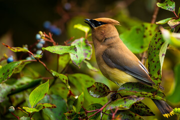 A cedar waxing perched on a fruit bush
