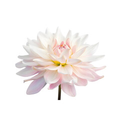 A detailed illustration of a waterlily dahlia with layered, delicate petals and a soft, textured appearance, isolated on a transparent background, ideal for botanical and floral designs.