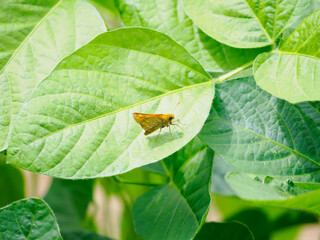 コキマダラセセリ