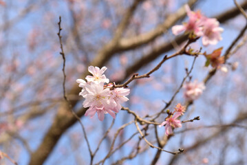 寒桜の花