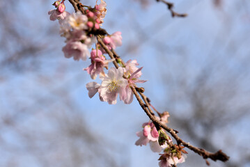 寒桜の花