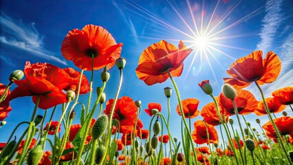 Obraz premium Close-up vibrant red poppy flowers against a bright blue sky with a sparkling sun , nature, floral, summer, bloom, vibrant