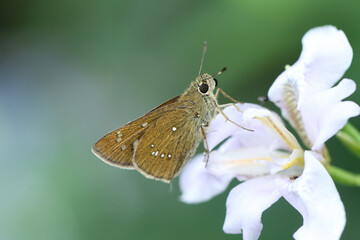 yellow butterfly on white flower
