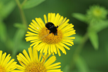 black insect on yellow flower