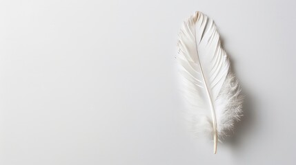 A single white feather lays on a light grey background, the quill visible at the bottom of the feather.