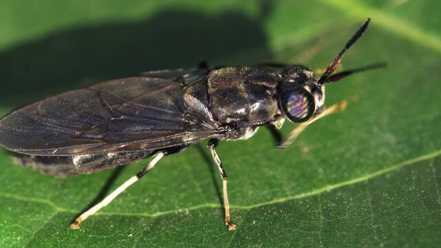 A black soldier fly on a leaf