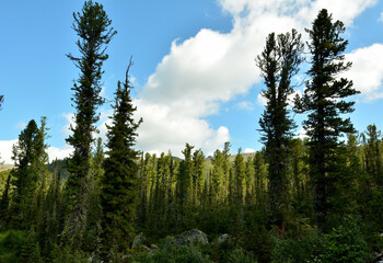 View from below on the trunks of tall cedars standing in a row under a cloudy summer sky.