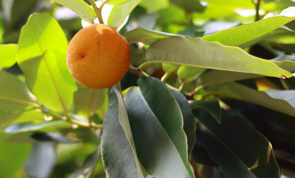 Velvet apple fruit grows on trees.