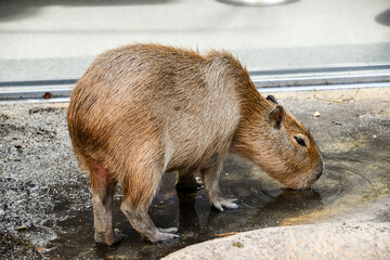 水を飲むカピバラ