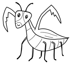 Insect