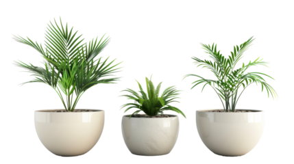 Three potted plants are arranged in a row, with one in the middle and two on either side. The plants are all green and appear to be healthy. The arrangement gives a sense of balance and harmony
